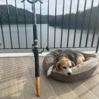 Larry Emdur's pet Jazzy