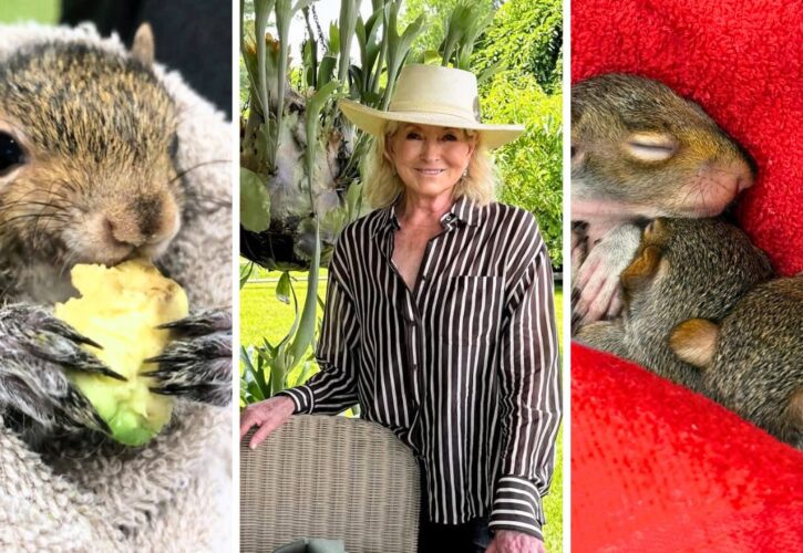 Martha Stewart Rescues Three Abandoned Baby Squirrels