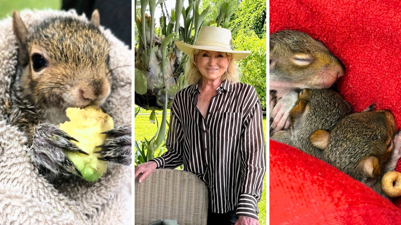 Martha Stewart Rescues Three Abandoned Baby Squirrels