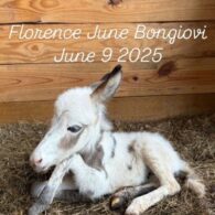 Millie Bobby Brown's pet Florence June Bongiovi