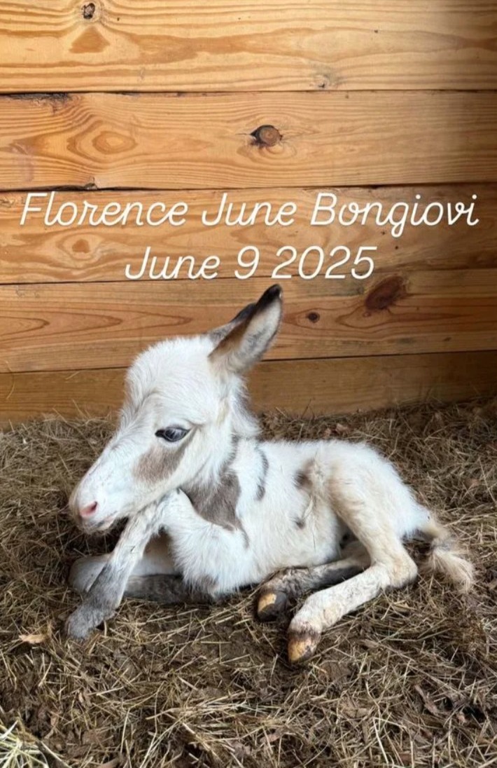 Millie Bobby Brown pet baby donkey named Florence