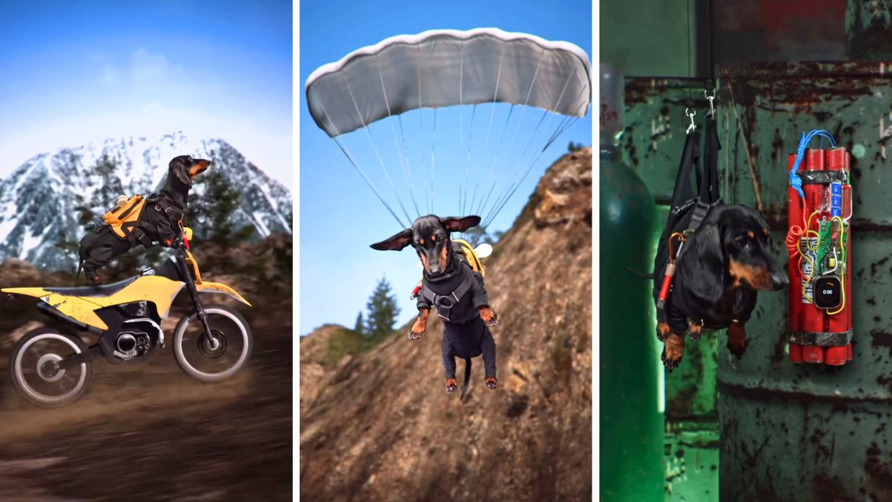 Mission Impossible Interview with Canine Action Star Puppy Jay