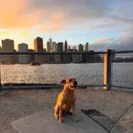 Noah Mills' pet Bobby
