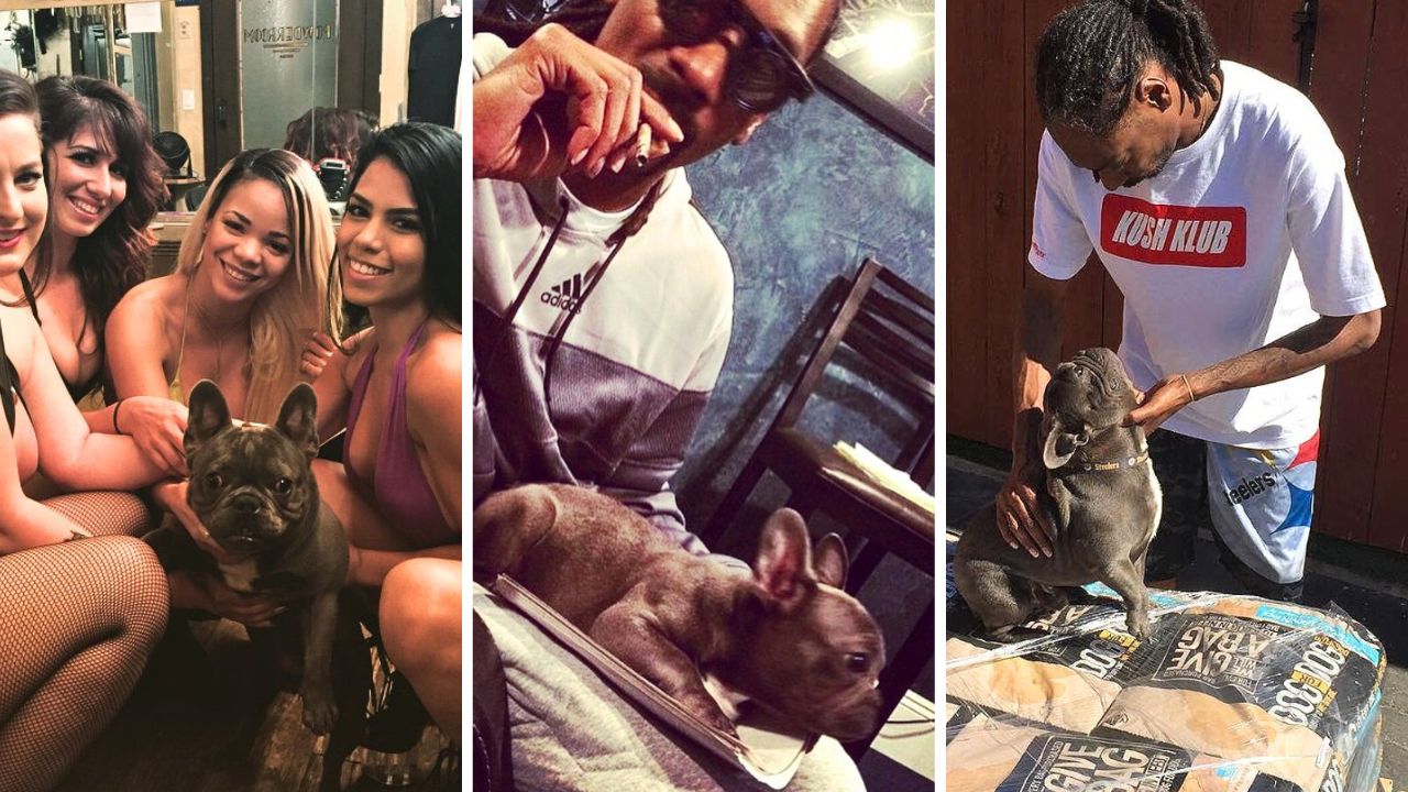 Snoop Dogg Mourns Loss of His Famous Frenchie Julez