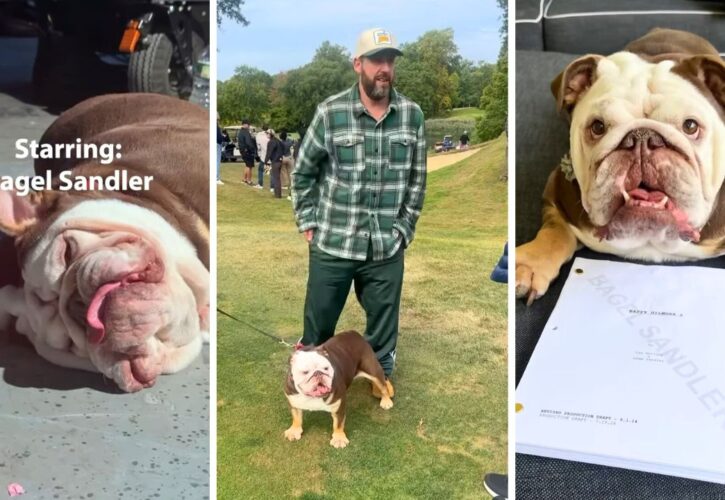 Adam Sandler Shares Happy Gilmore 2 Behind-The-Scenes Montage of His Adorable Bulldog Bagel
