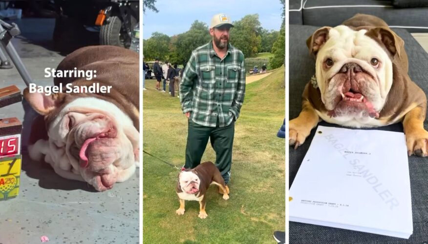Adam Sandler Shares Happy Gilmore 2 Behind-The-Scenes Montage of His Adorable Bulldog Bagel