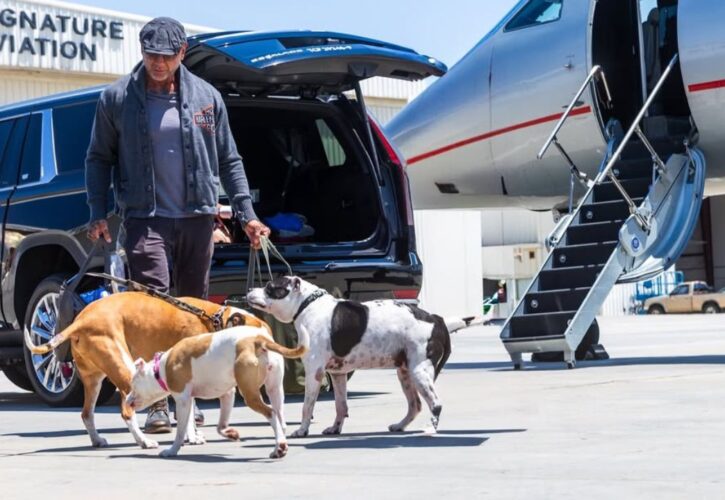Forget Car Rides, Dave Bautista Takes His Rescue Pitbulls for Private Jet Rides
