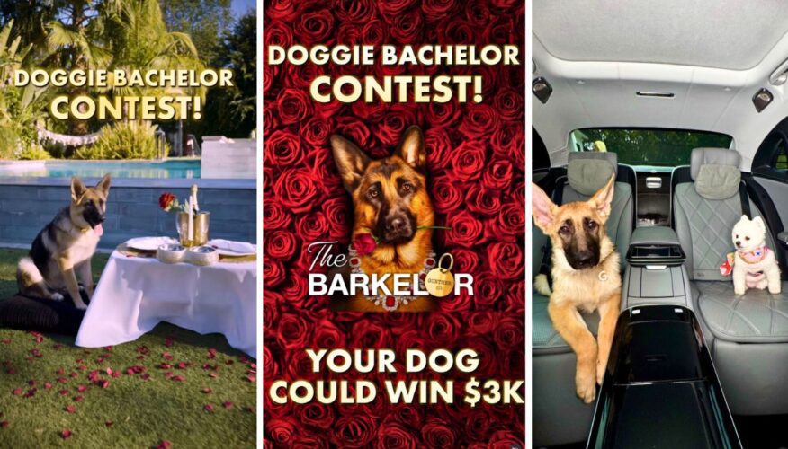 Gunther VII, World’s Richest Dog, Launches “The Barkelor” Contest Doggy Playdate