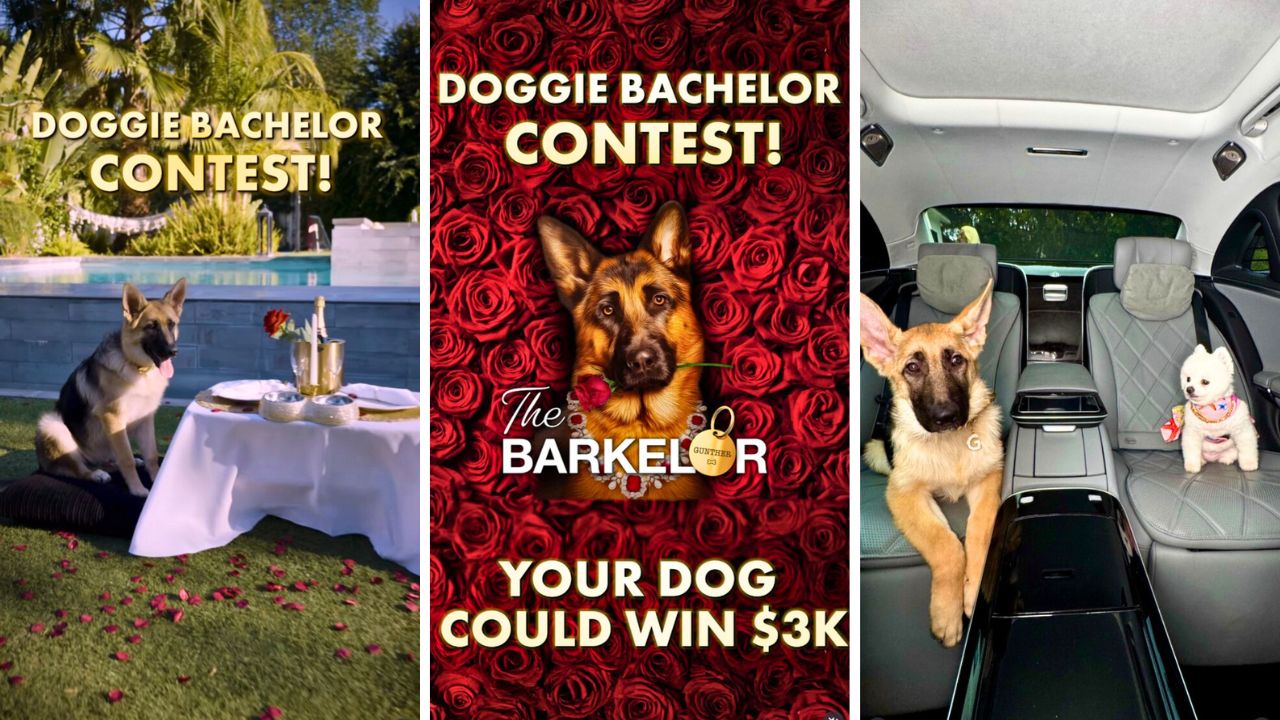 Gunther VII, World’s Richest Dog, Launches “The Barkelor” Contest Doggy Playdate