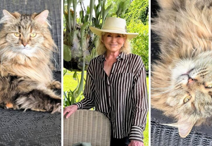 Martha Stewart Adds a Third Rescued Persian to Her Aristocratic Cat Collection