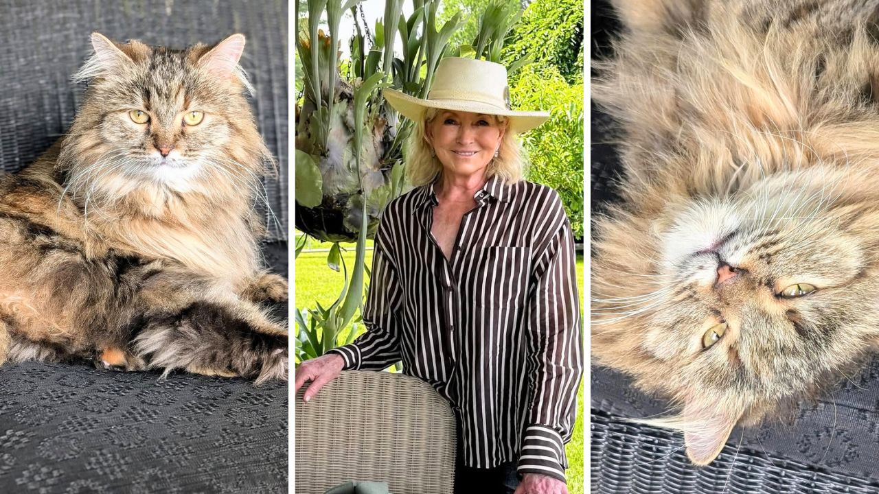 Martha Stewart Adds a Third Rescued Persian Cat to Her Collection