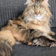 Martha Stewart's pet Lilium