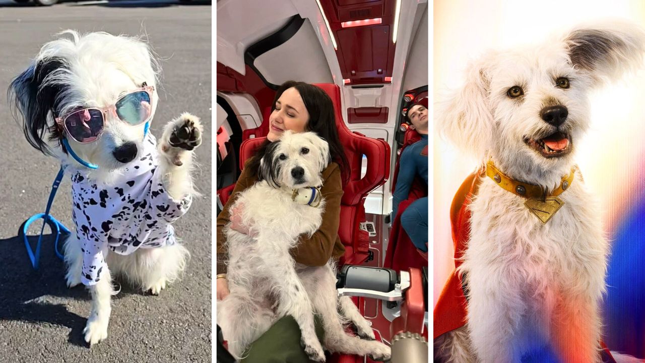 Meet Jolene the Canine Stand-in for Superman Dog Krypto