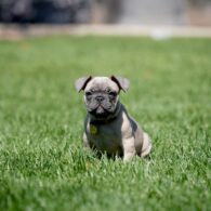 Snoop Dogg's pet Baby Boy
