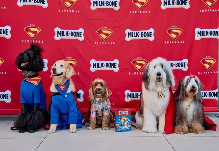 There Was a Dog-Friendly Screening of Superman to Celebrate Superdog Krypto