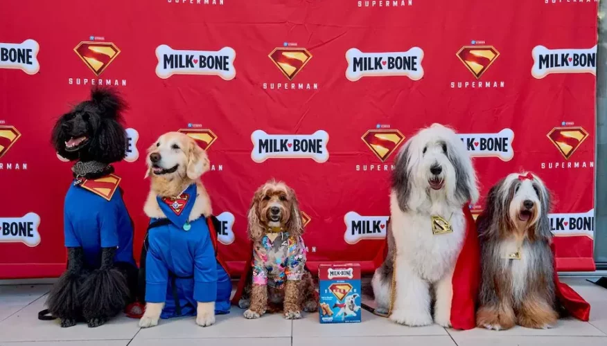 There Was a Dog-Friendly Screening of Superman to Celebrate Superdog Krypto