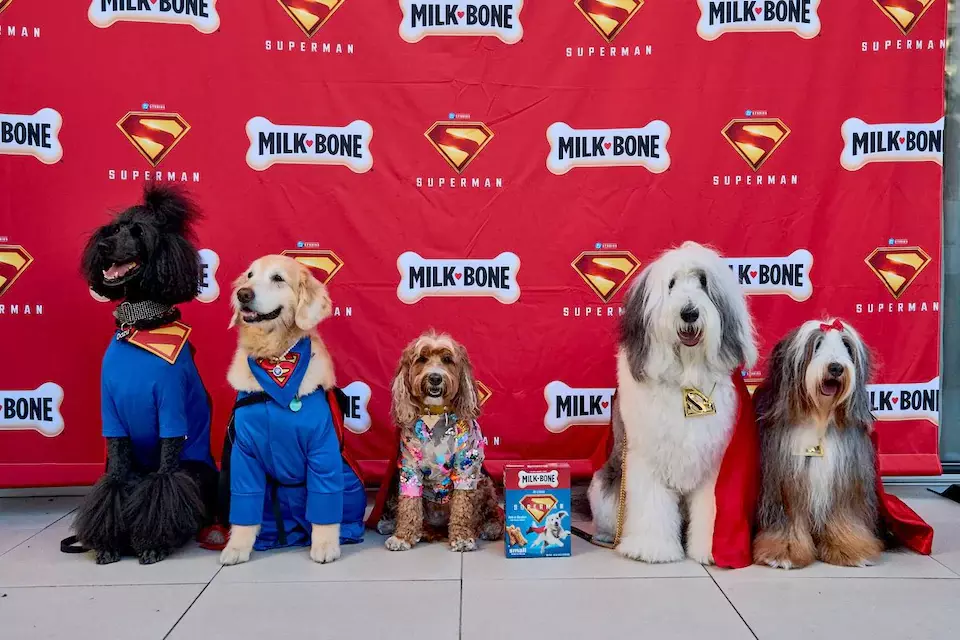 milk bone superman dog screening