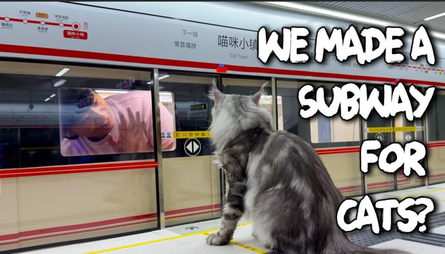 A Carpenter Spent Four Months Building a Realistic Working Subway for His Cats
