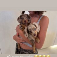 Kourtney Kardashian's pet Two Dachshunds