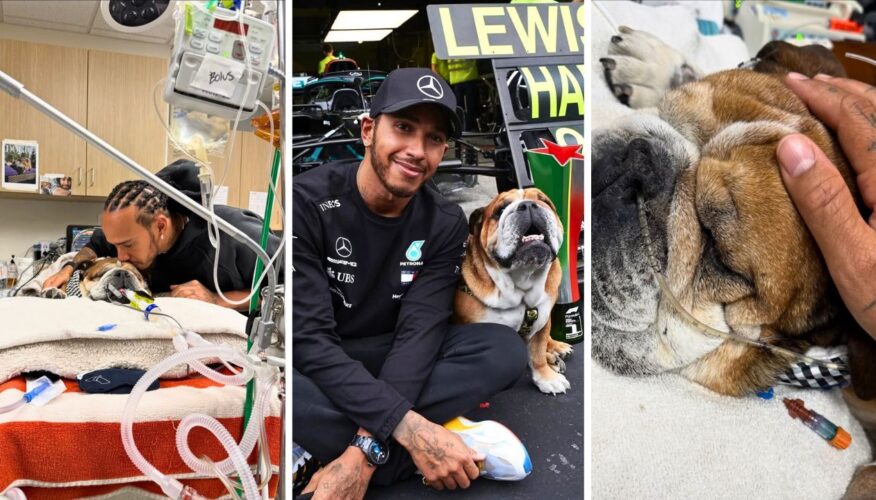 F1 Star Lewis Hamilton’s Beloved Bulldog, Roscoe, Is Currently Hospitalized in a Coma