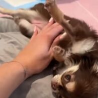 Paris Hilton's pet Iconic