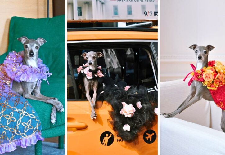 Tika the Iggy Has Passed Away at 14: Remembering the Vogue “It Girl” Who Made Pet Fashion High Fashion