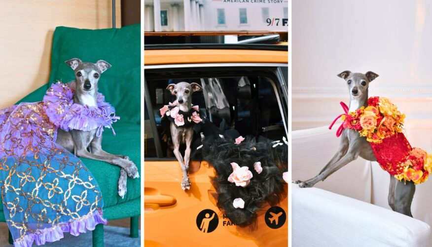 Tika the Iggy Has Passed Away at 14: Remembering the Vogue “It Girl” Who Made Pet Fashion High Fashion