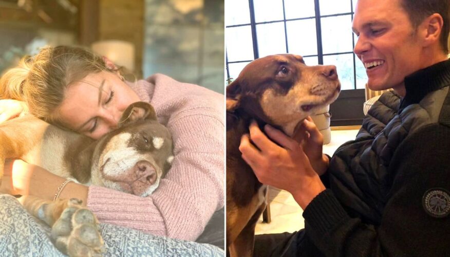 Tom Brady Reveals His New Pup Junie Is a ($50,000) Clone of His Late Pittie, Lua